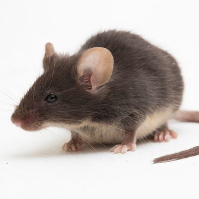 Služby ľuďom s. r. o. -  R. rattus (potkan čierny)